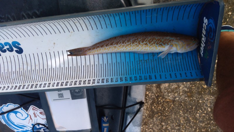 Fish Measure Picture