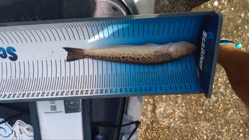 Fish Measure Picture