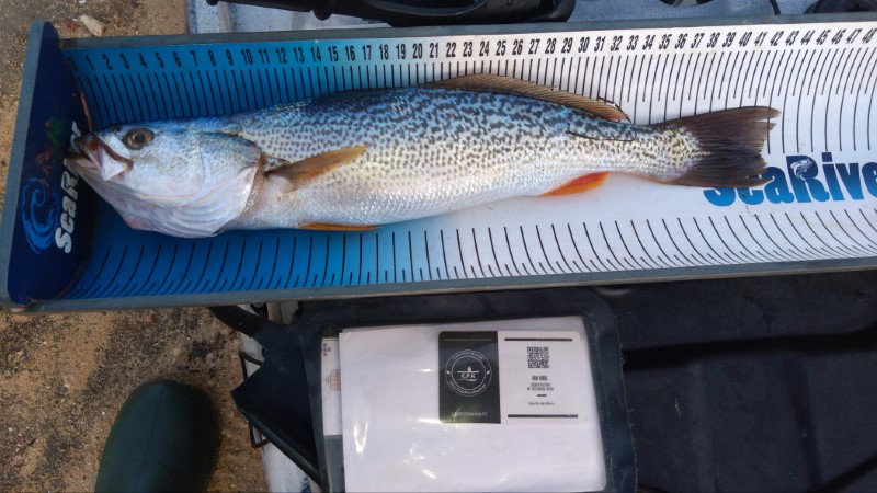 Fish Measure Picture