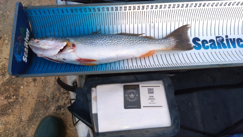 Fish Measure Picture