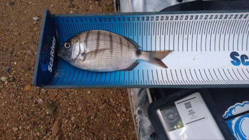 Fish Measure Picture