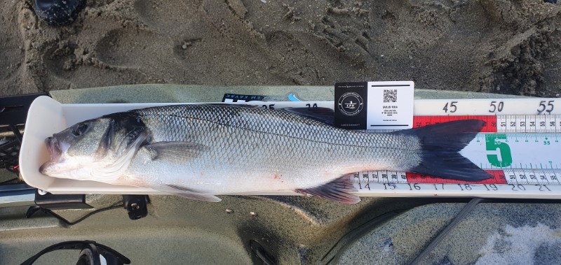 Fish Measure Picture