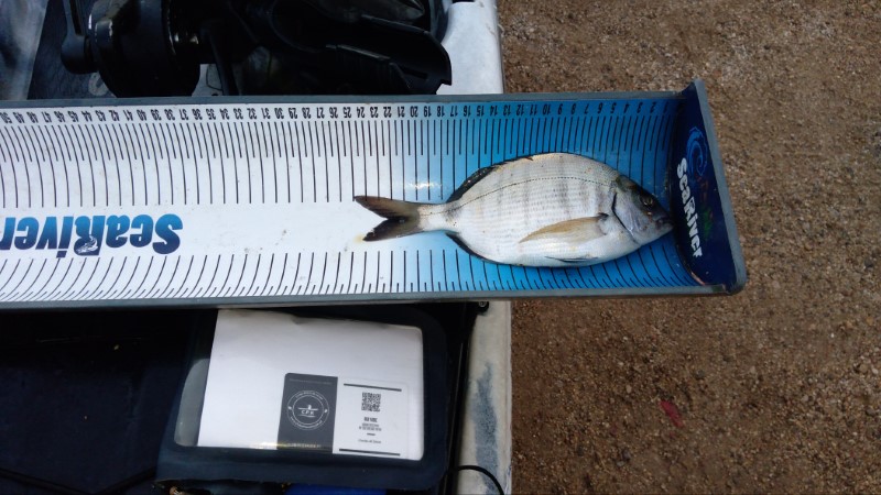 Fish Measure Picture