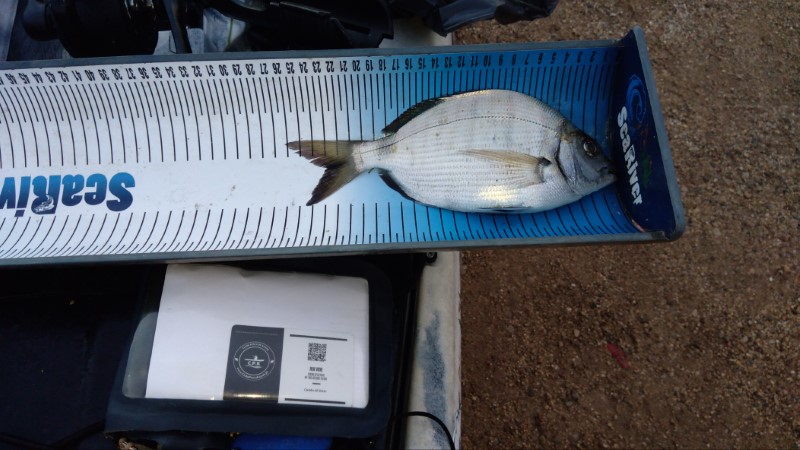 Fish Measure Picture