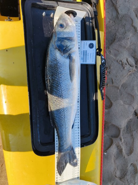 Fish Measure Picture
