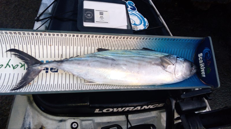 Fish Measure Picture