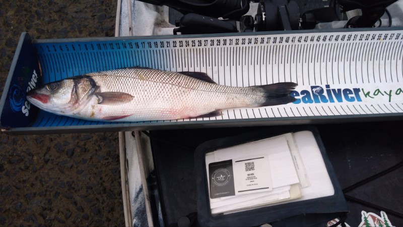 Fish Measure Picture