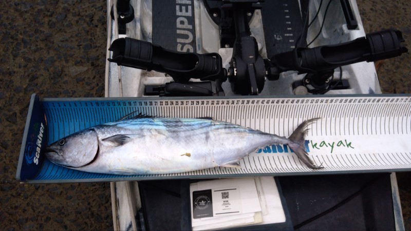 Fish Measure Picture