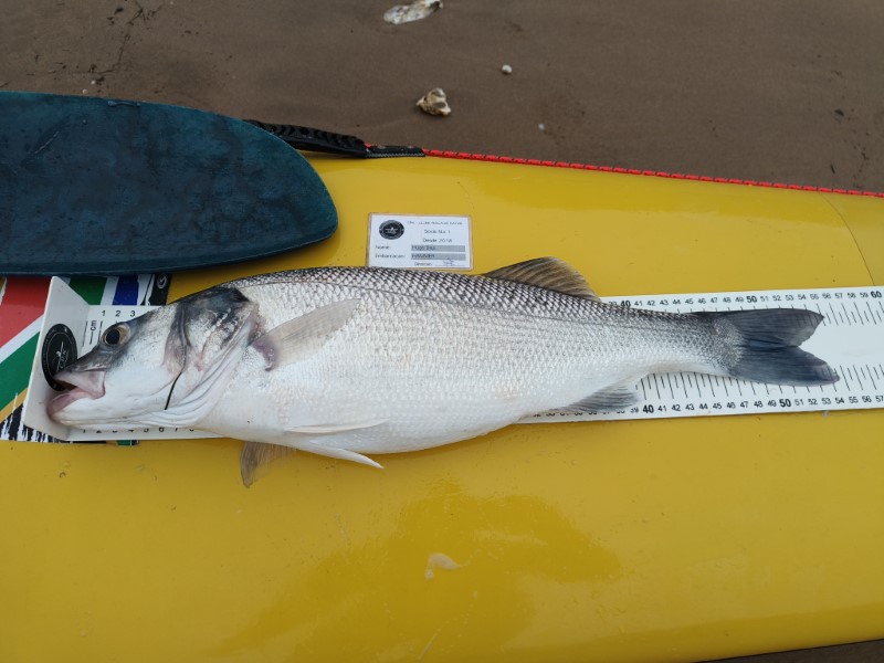 Fish Measure Picture