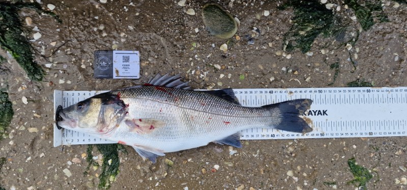 Fish Measure Picture