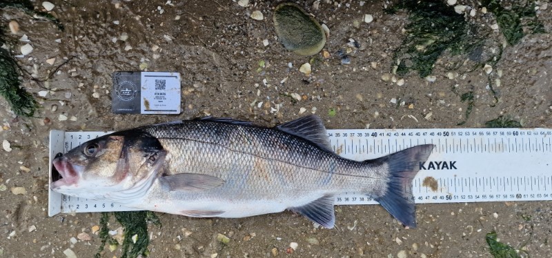 Fish Measure Picture