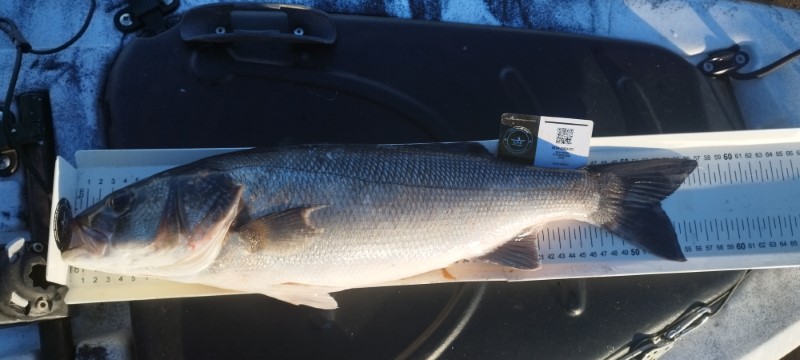 Fish Measure Picture