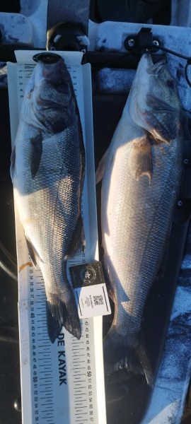 Fish Measure Picture