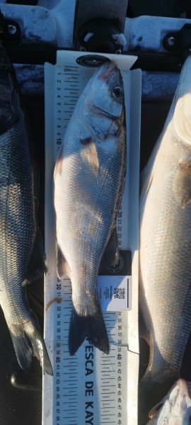 Fish Measure Picture