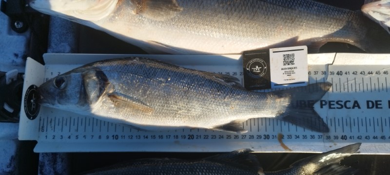 Fish Measure Picture