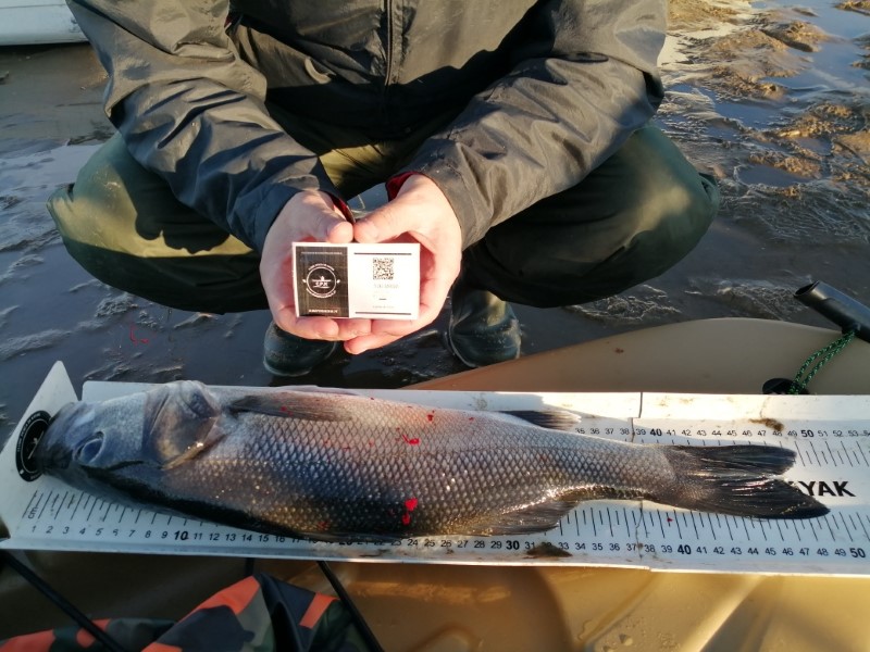 Fish Measure Picture