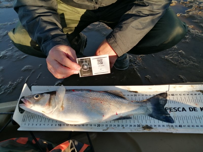 Fish Measure Picture