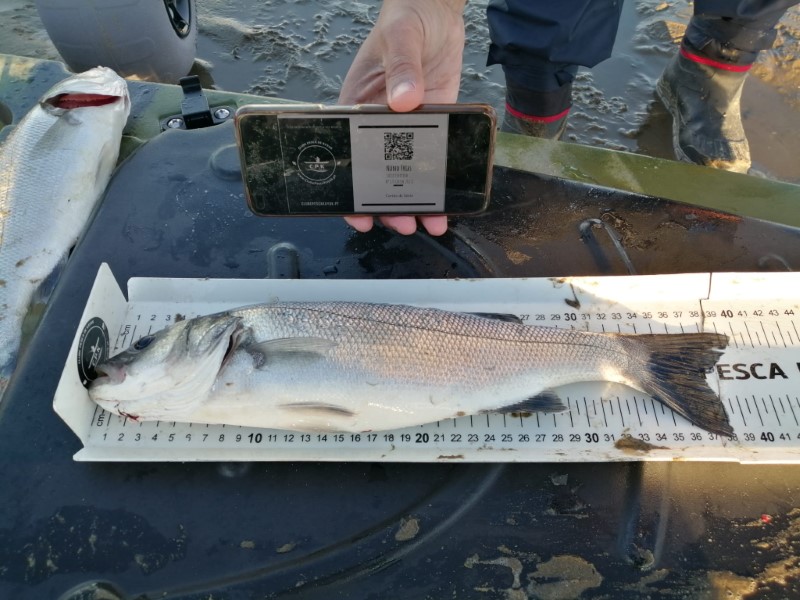 Fish Measure Picture