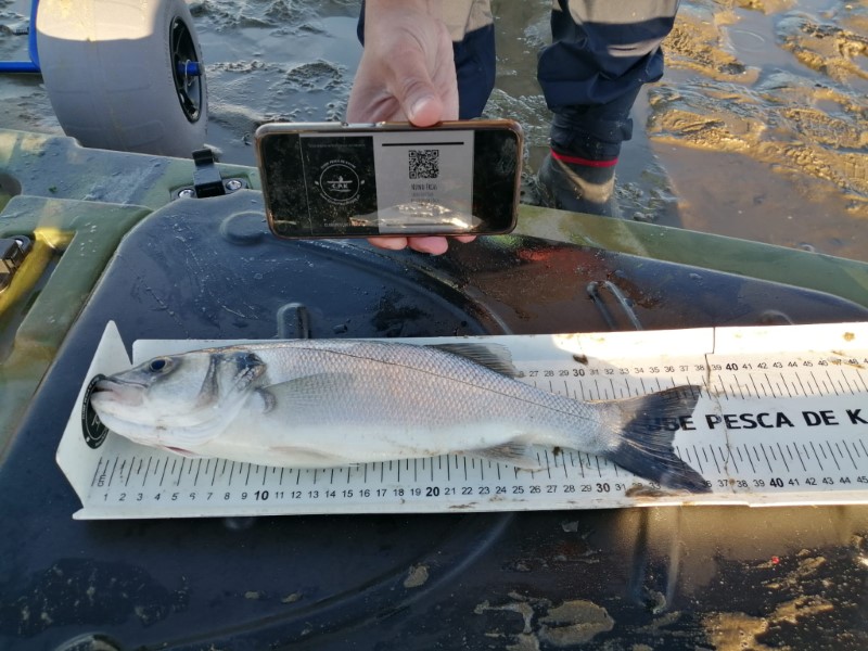 Fish Measure Picture