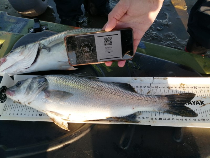 Fish Measure Picture