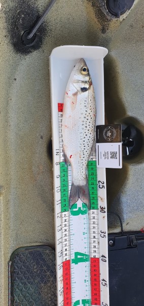 Fish Measure Picture