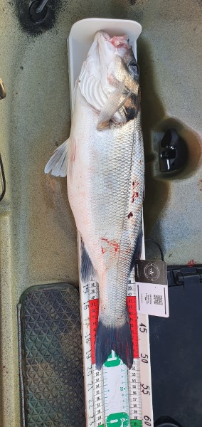 Fish Measure Picture