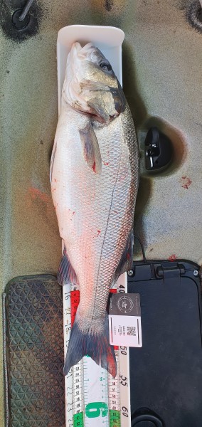 Fish Measure Picture