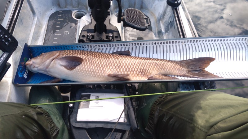 Fish Measure Picture