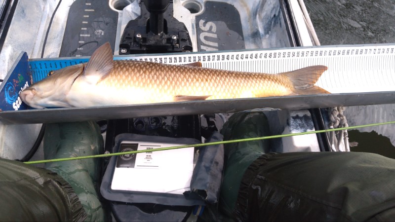 Fish Measure Picture