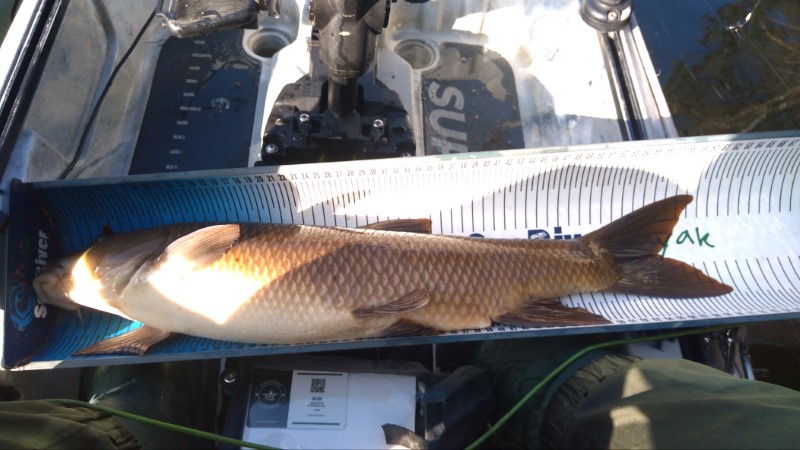 Fish Measure Picture