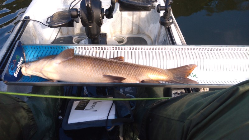 Fish Measure Picture