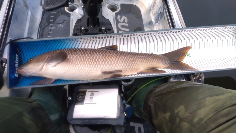 Fish Measure Picture