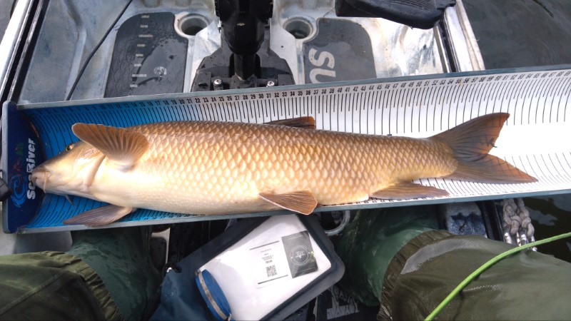 Fish Measure Picture