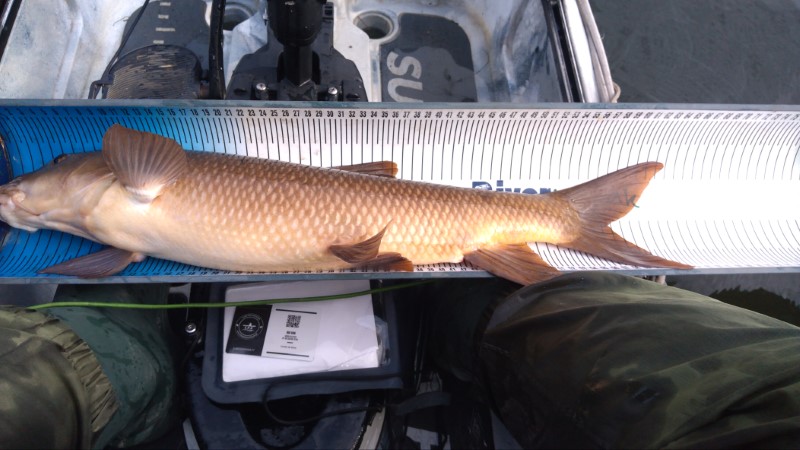 Fish Measure Picture
