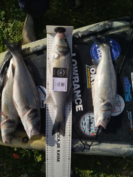 Fish Measure Picture