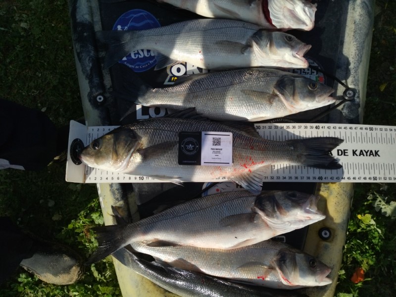 Fish Measure Picture
