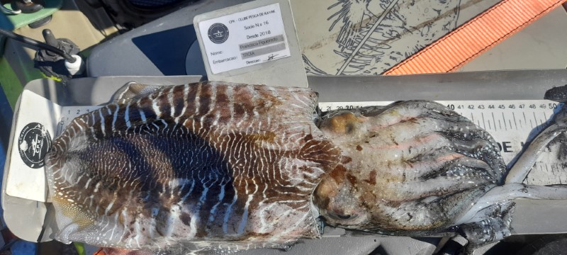 Fish Measure Picture