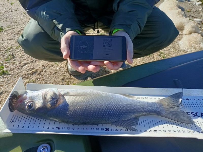 Fish Measure Picture