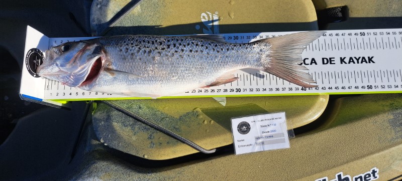 Fish Measure Picture