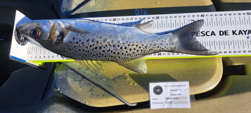 Fish Measure Picture