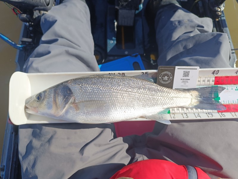 Fish Measure Picture