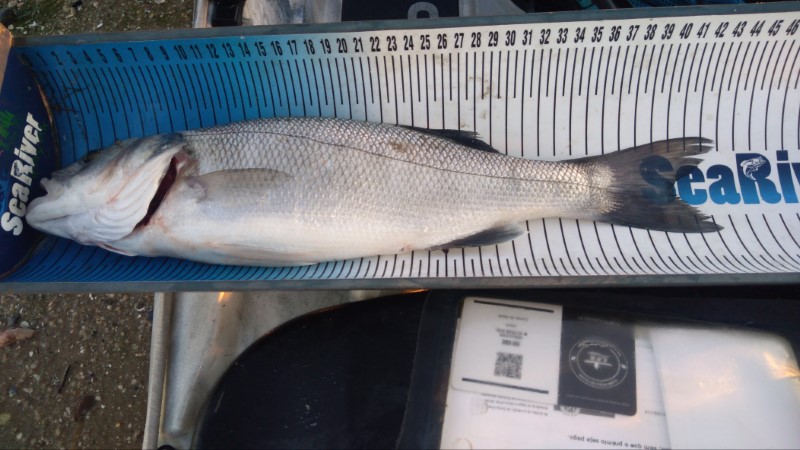 Fish Measure Picture