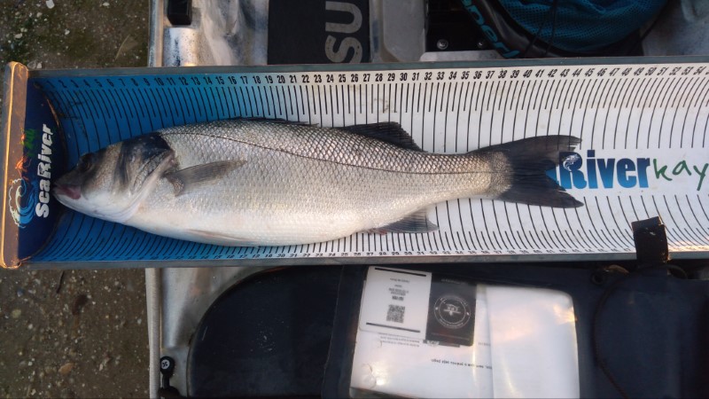 Fish Measure Picture
