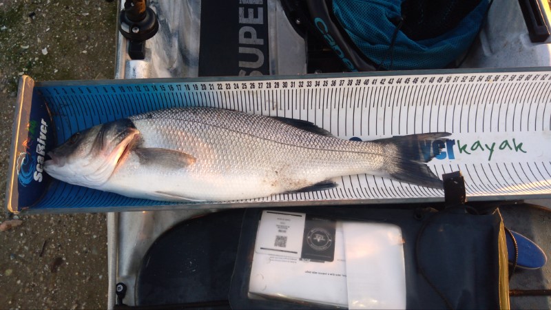 Fish Measure Picture