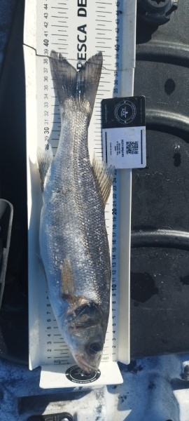 Fish Measure Picture