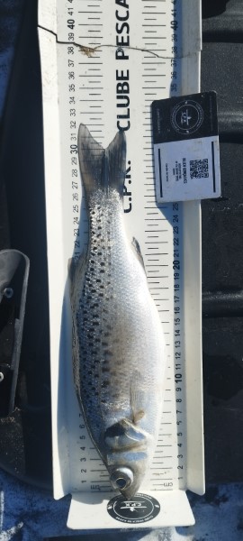 Fish Measure Picture