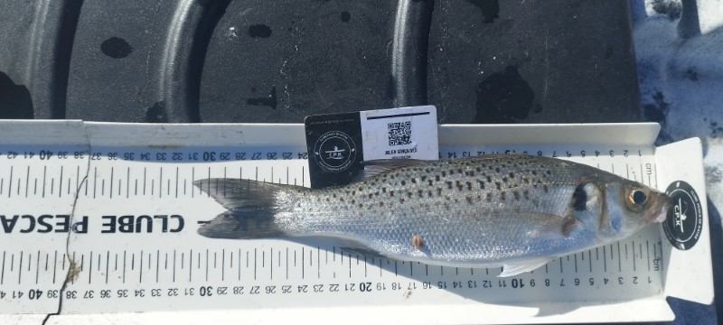 Fish Measure Picture