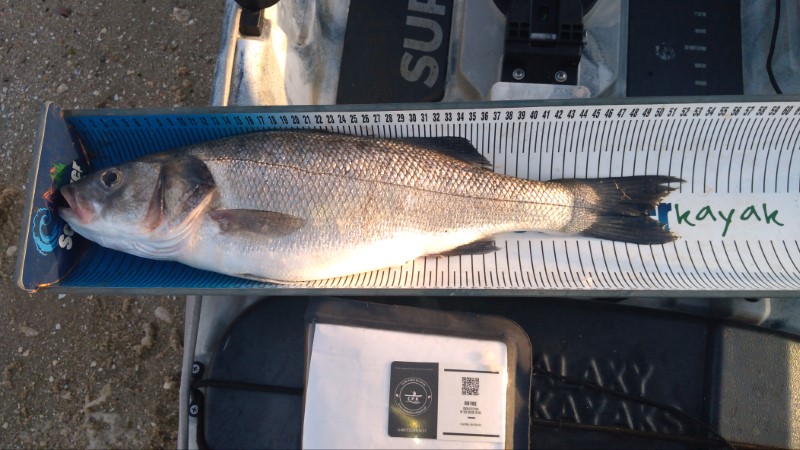 Fish Measure Picture