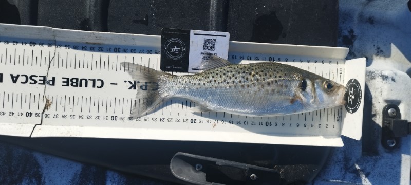 Fish Measure Picture
