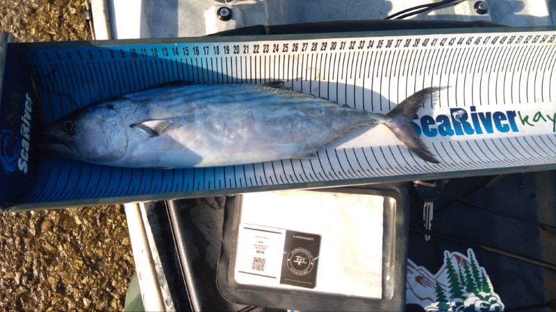 Fish Measure Picture